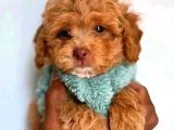MALTİPOO CİNSİ YAVRULAR EV ÜRETİMİ