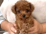 TOY POODLE SEVİMLİ YAVRULAR EV ÜRETİMİ