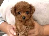 Toy Poodle Sevi̇mli̇ Yavrular Ev Üreti̇mi̇
