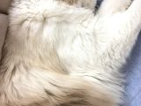 9 Aylık Dişi Ragdoll