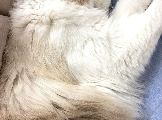 9 Aylık Dişi Ragdoll görsel