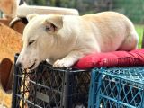 Terrier Köpeği