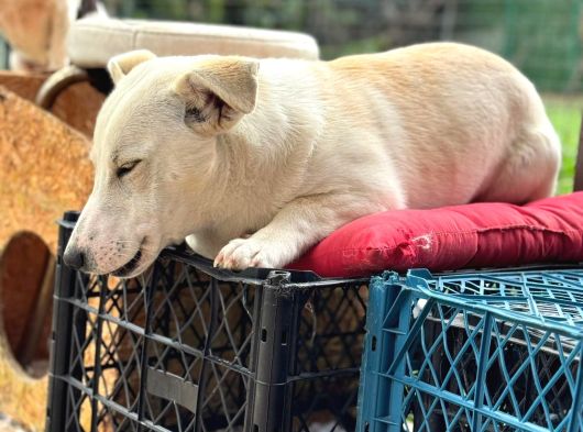 Terrier Köpeği görsel