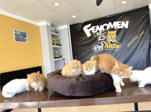 Top Kafa Scottish Fold Yavrulari Fenomen Pet Shop Ankara görsel
