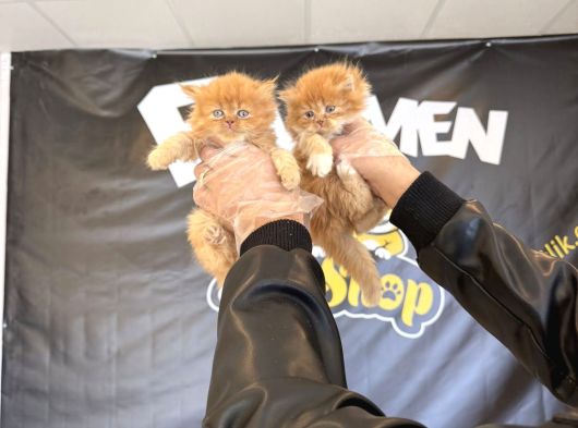 Top Kafa Scottish Fold Yavrulari Fenomen Pet Shop Ankara görsel