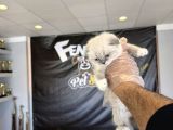 Top Kafa Scottish Fold Yavrulari Fenomen Pet Shop Ankara