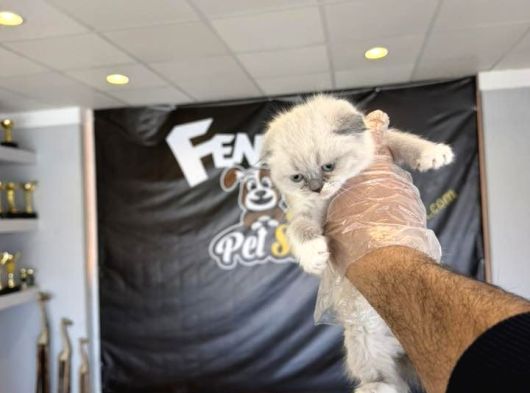 Top Kafa Scottish Fold Yavrulari Fenomen Pet Shop Ankara görsel