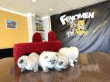 Top Kafa Scottish Fold Yavrulari Fenomen Pet Shop Ankara