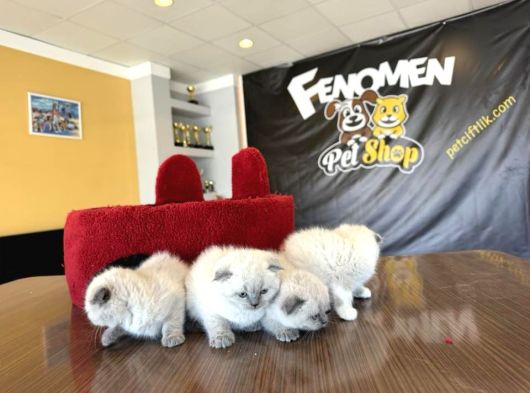 Top Kafa Scottish Fold Yavrulari Fenomen Pet Shop Ankara görsel