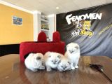 Top Kafa Scottish Fold Yavrulari Fenomen Pet Shop Ankara