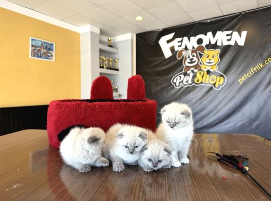 Top Kafa Scottish Fold Yavrulari Fenomen Pet Shop Ankara görsel
