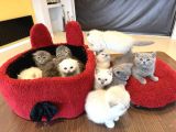 Top Kafa Scottish Fold Yavrulari Fenomen Pet Shop Ankara