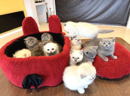 Top Kafa Scottish Fold Yavrulari Fenomen Pet Shop Ankara görsel
