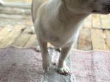 Terrier Köpeği