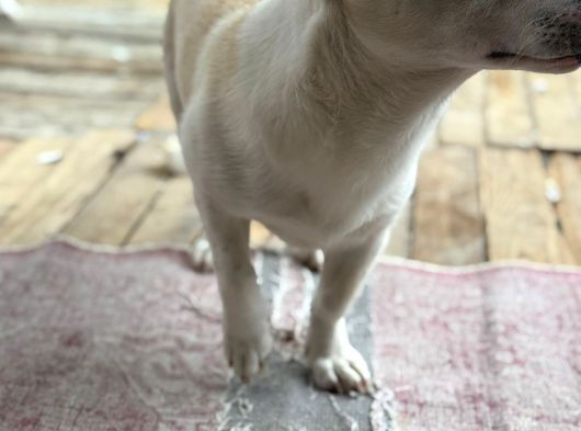 Terrier Köpeği görsel