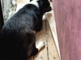 Terrier Köpeği