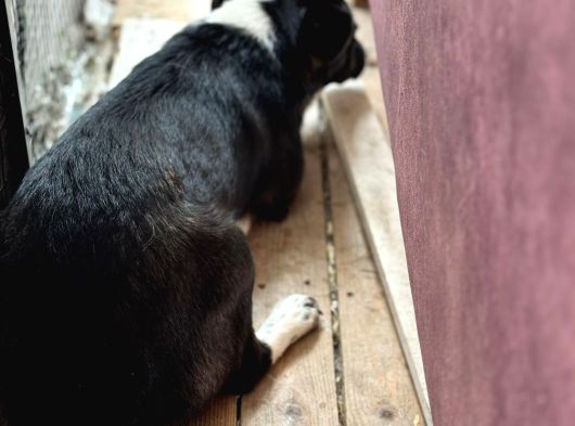 Terrier Köpeği görsel