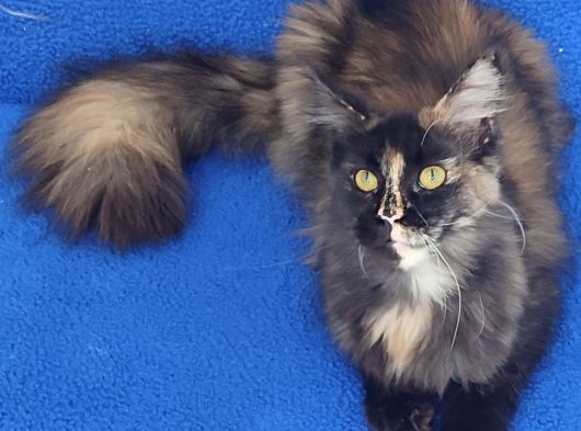Dev Di̇şi̇ Mai̇ncoon Kedi̇mi̇z Yeni̇ Sahi̇bi̇ni̇ Ariyor görsel