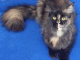 DEV DİŞİ MAİNCOON KEDİMİZ YENİ SAHİBİNİ ARIYOR
