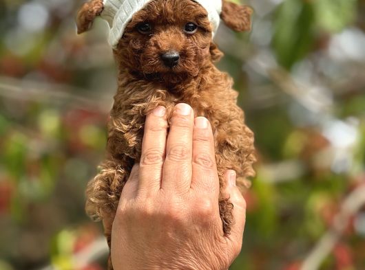 Orijinal Korea Poodle Yavrular görsel