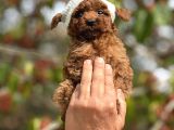 Mini boy korea poodle yavrular