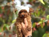 Mini Boy Korea Poodle Yavrular