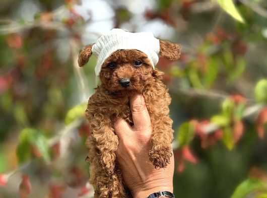 Mini Boy Korea Poodle Yavrular görsel