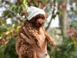 Orijinal Korea Poodle Yavrular
