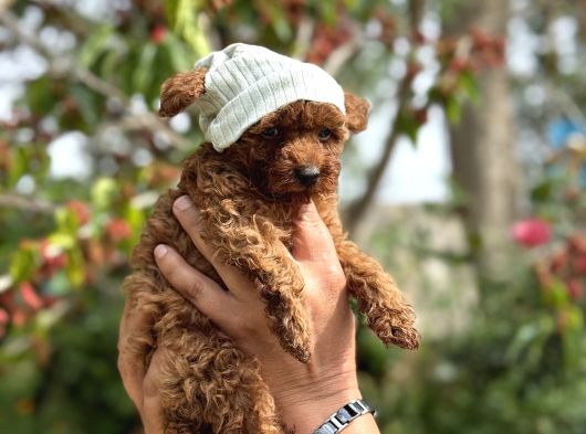 Orijinal Korea Poodle Yavrular görsel