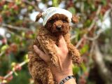 Orijinal Korea Poodle Yavrular