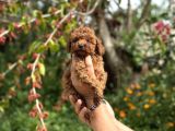 Teacup Boy Korea Poodle Bebekler