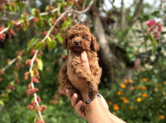 Teacup Boy Korea Poodle Bebekler görsel