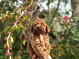 Teacup Boy Korea Poodle Bebekler