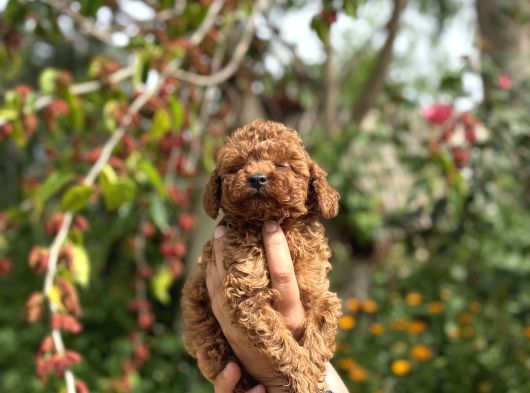 Teacup Boy Korea Poodle Bebekler görsel
