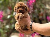 Teacup boy korea poodle bebekler