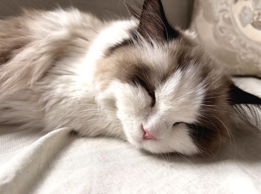 9 Aylık Dişi Ragdoll görsel