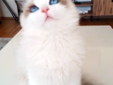 9 Aylık Dişi Ragdoll
