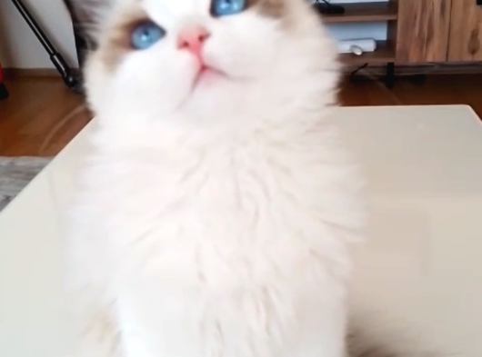 9 Aylık Dişi Ragdoll