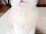 9 Aylık Dişi Ragdoll