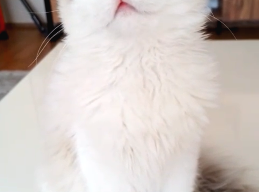 9 Aylık Dişi Ragdoll görsel