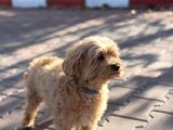 Latte 5 Yaşında Maltipoo