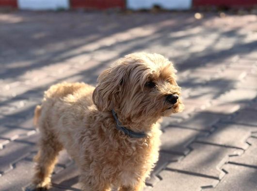 Latte 5 Yaşında Maltipoo görsel