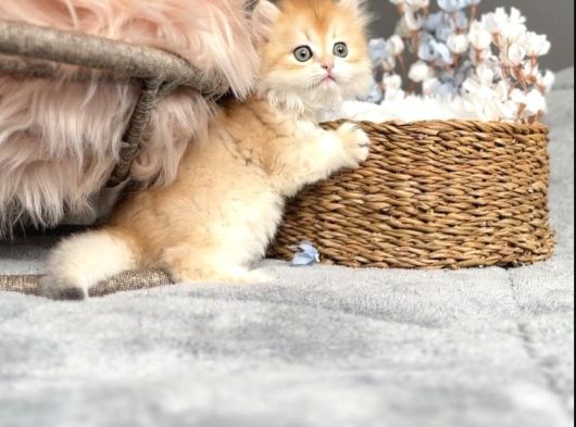 Safkan Ny12 Erkek görsel