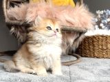 Safkan Ny12 Erkek