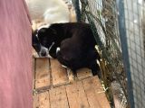Terrier Köpeği