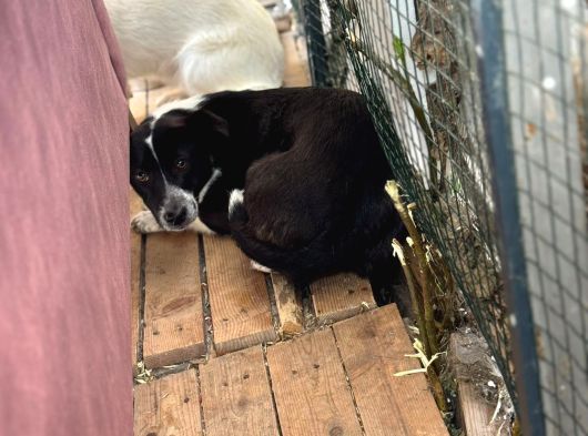 Terrier Köpeği görsel
