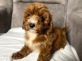 t-cup RED MALTIPOO ERKEK YAVRUM