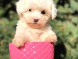 Safkan Teacup Malti̇poo Yavrulari