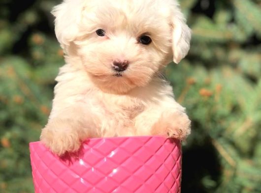 Safkan Teacup Malti̇poo Yavrulari görsel