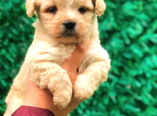 Safkan Teacup Malti̇poo Yavrulari görsel